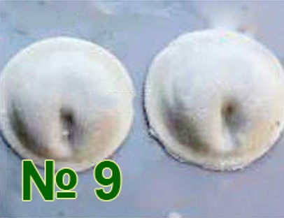 QT-80 №9 (медвежье ушко) фото